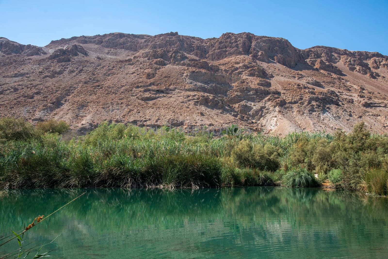 An oasis near the Dead Sea. A tropical nature reserve in the desert. Einot Tsukim, Ein Feshkha. High quality photo