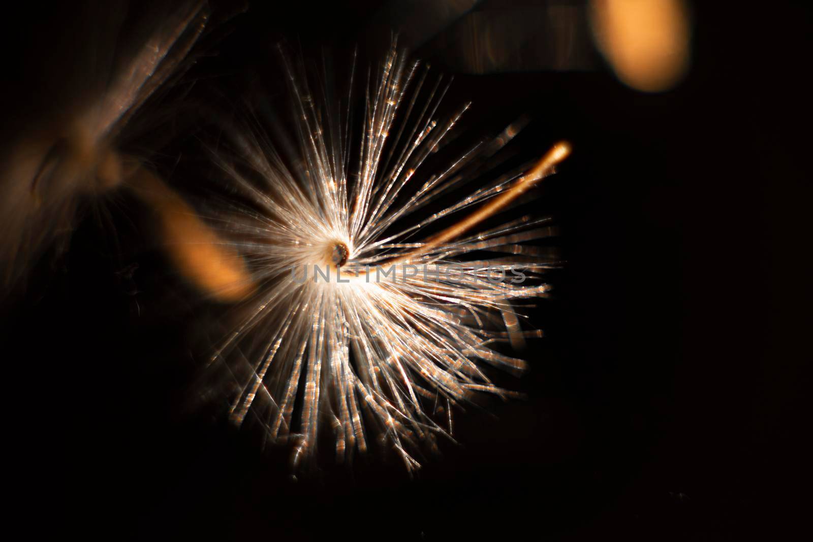 Brightly lit Pelargonium seeds, with fluffy hairs and a spiral body, are reflected in black perspex. Geranium seeds that look like ballerina ballet dancers. Motes of dust shine in the background like a constellation of stars by avirozen