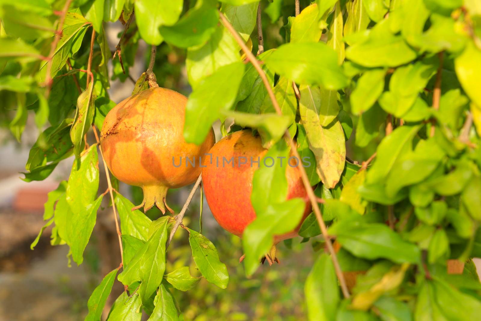 Pomegranates hanging from branch of Punica Granatum tree in the garden by soniabonet