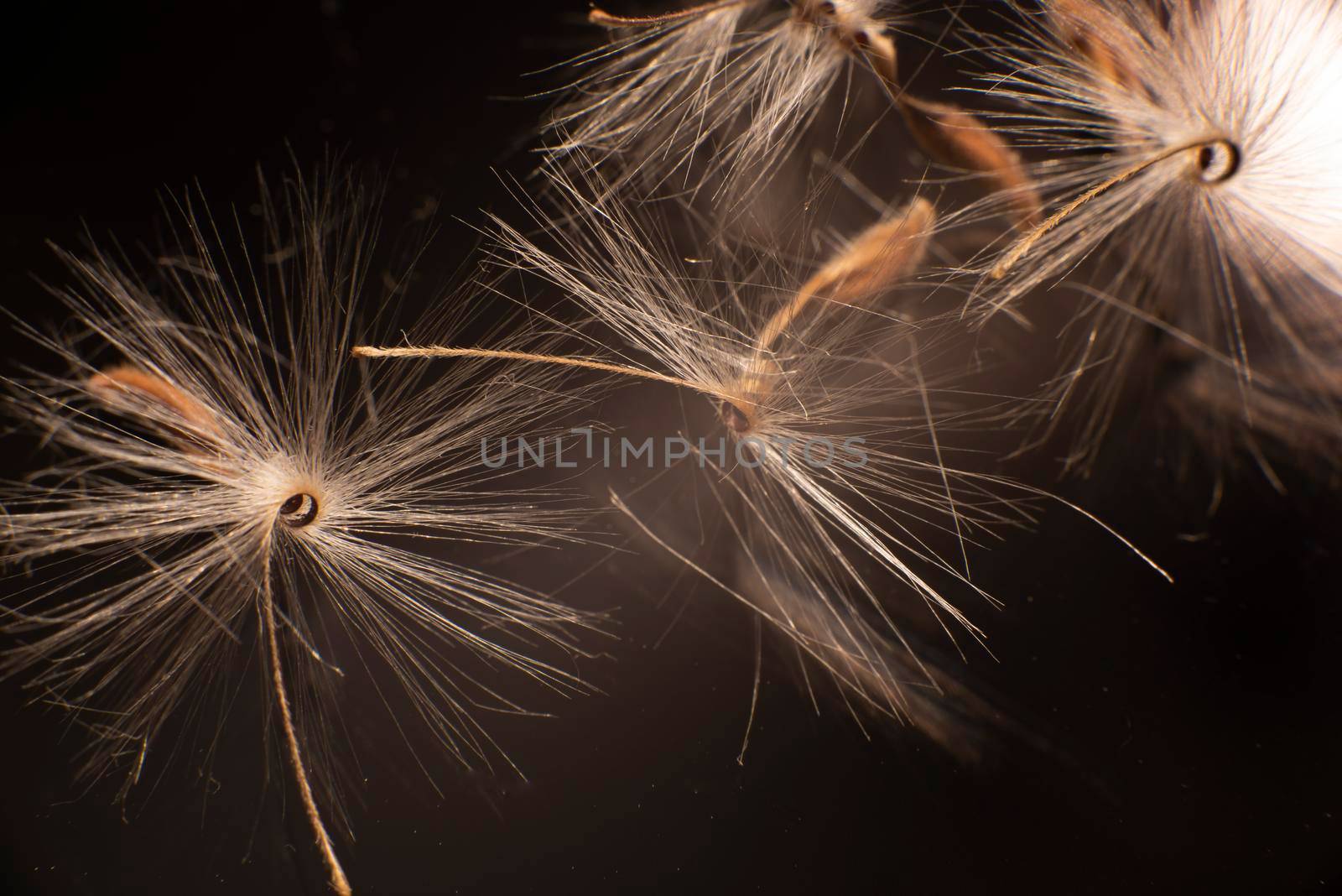 Brightly lit Pelargonium seeds, with fluffy hairs and a spiral body, are reflected in black perspex. Geranium seeds that look like ballerina ballet dancers. Motes of dust shine in the background like a constellation of stars by avirozen