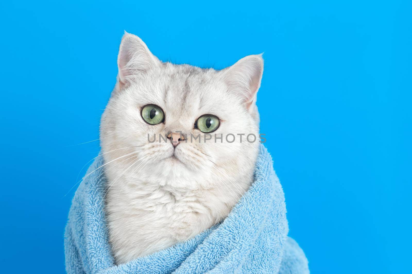 Adorable white cute cat, after bathing, wrapped in a blue towel, sits on a blue background, look at camera. Close up. Copy space