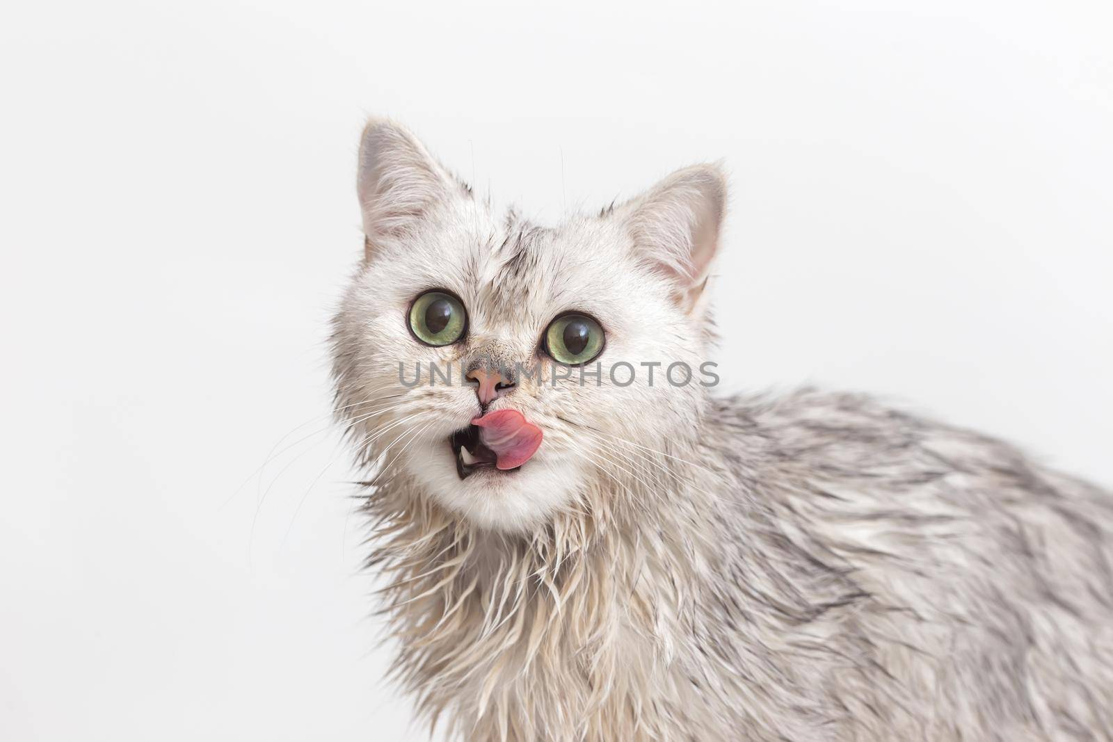 Funny wet white cute cat, after bathing, sits on a white background, licks his lips, looks at the camera. Close up. Copy space