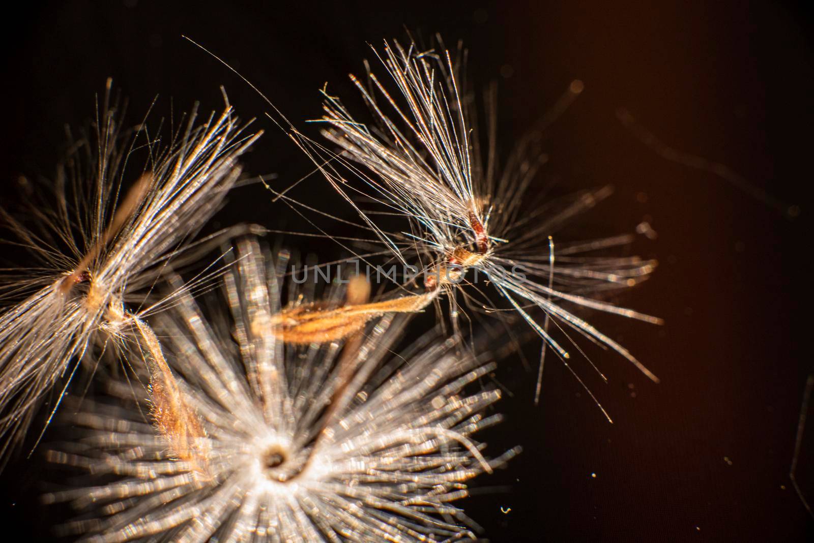 Brightly lit Pelargonium seeds, with fluffy hairs and a spiral body, are reflected in black perspex. Geranium seeds that look like ballerina ballet dancers. Motes of dust shine in the background like a constellation of stars by avirozen