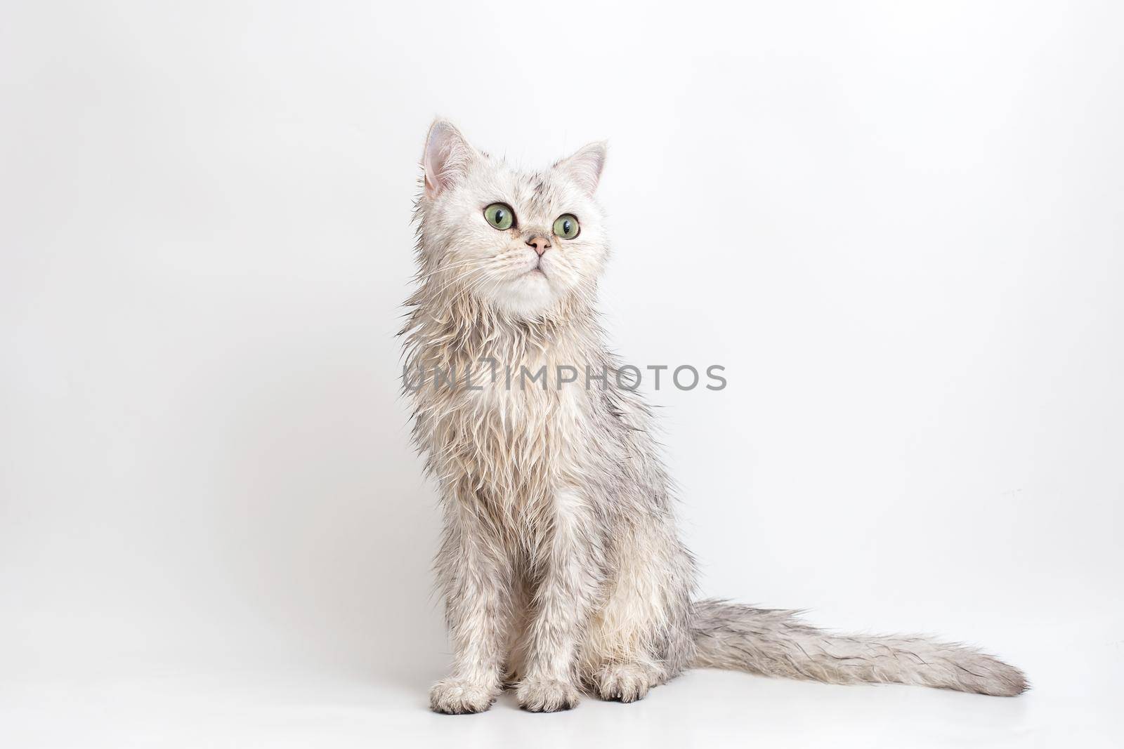 Funny wet white cute british cat, after bathing, sits on a white background. Copy space
