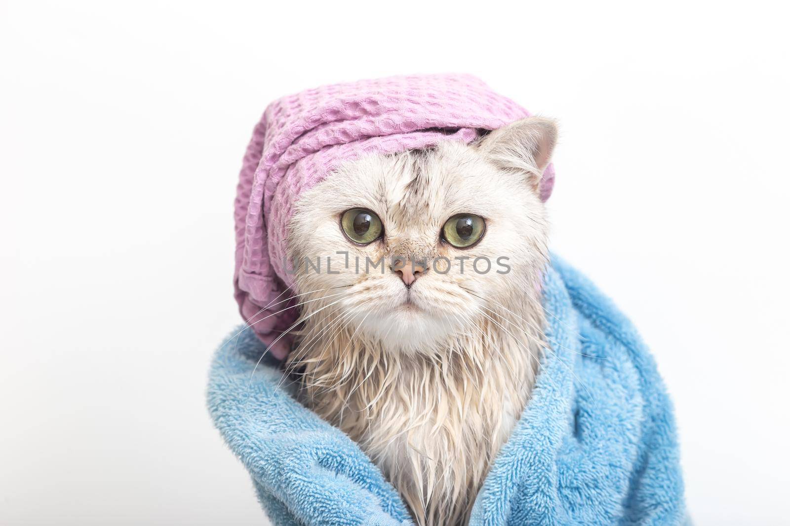 Funny wet white cat, after bathing, wrapped in a blue towel, in a purple turban of a towel on his head, on a white background. Close. Copy space