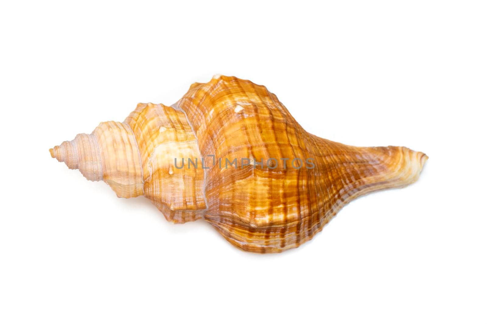 Image of Trapezium Horse Conch, Striped Fox Conch seashell (Pleuroploca trapezium) isolated on white background. Undersea Animals. Sea Shells. by yod67