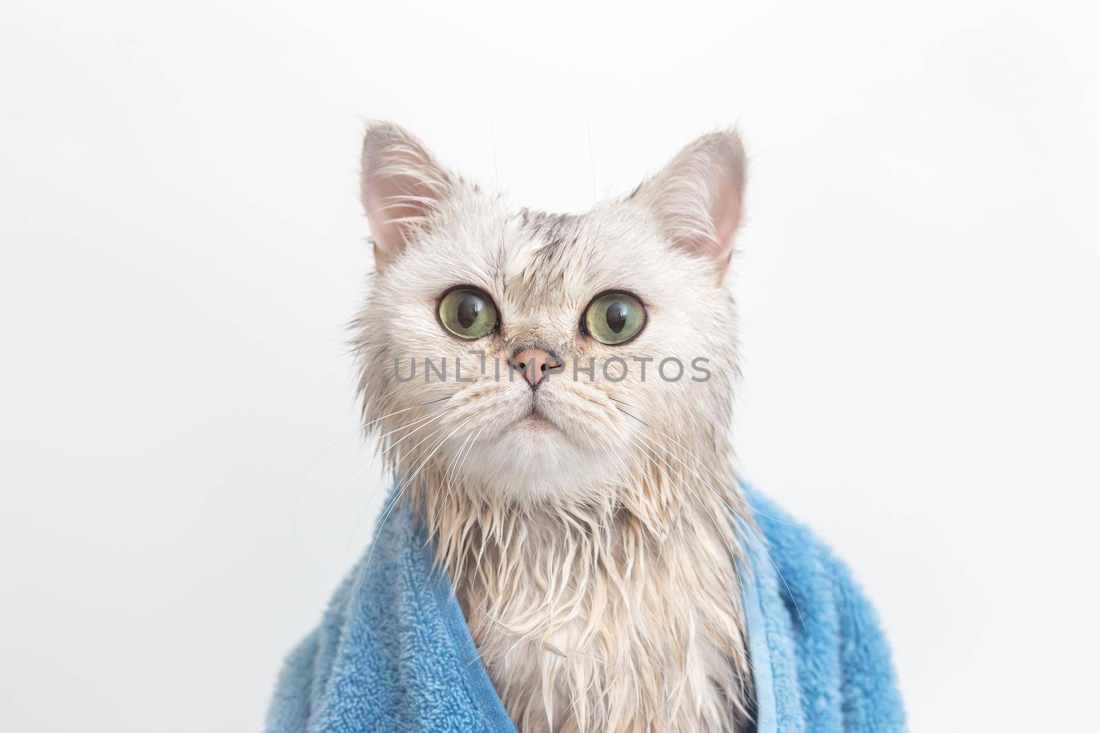 Funny wet white cute cat, after bathing, wrapped in a blue towel, sits on a white background, look at camera. Close up