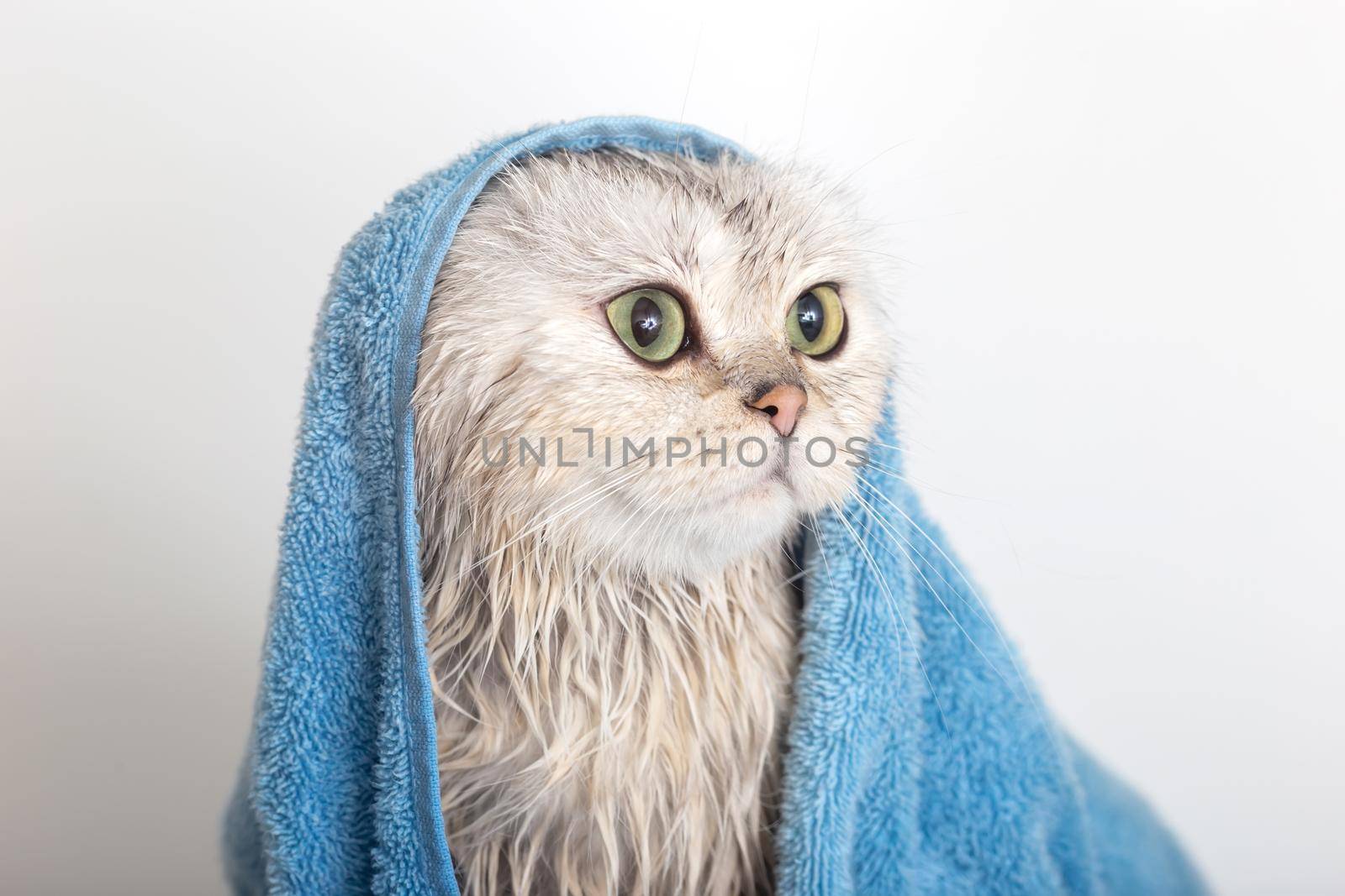 Funny wet white cute cat, after bathing, wrapped in a blue towel with his head, sitting on a white background, looking at the camera. Close up. Copy space