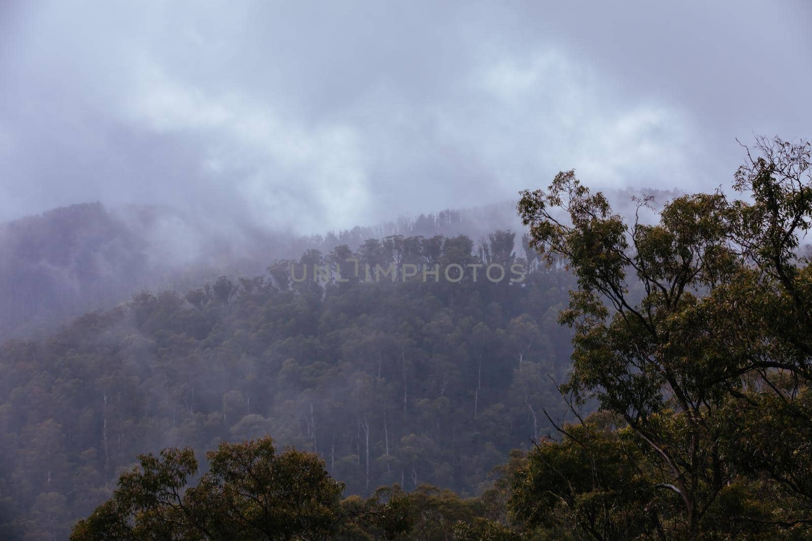 The lush ferny surroundings on a cold misty day along Woods Point Rd and Reefton Spur near Warburton and Marysville in Victoria, Australia