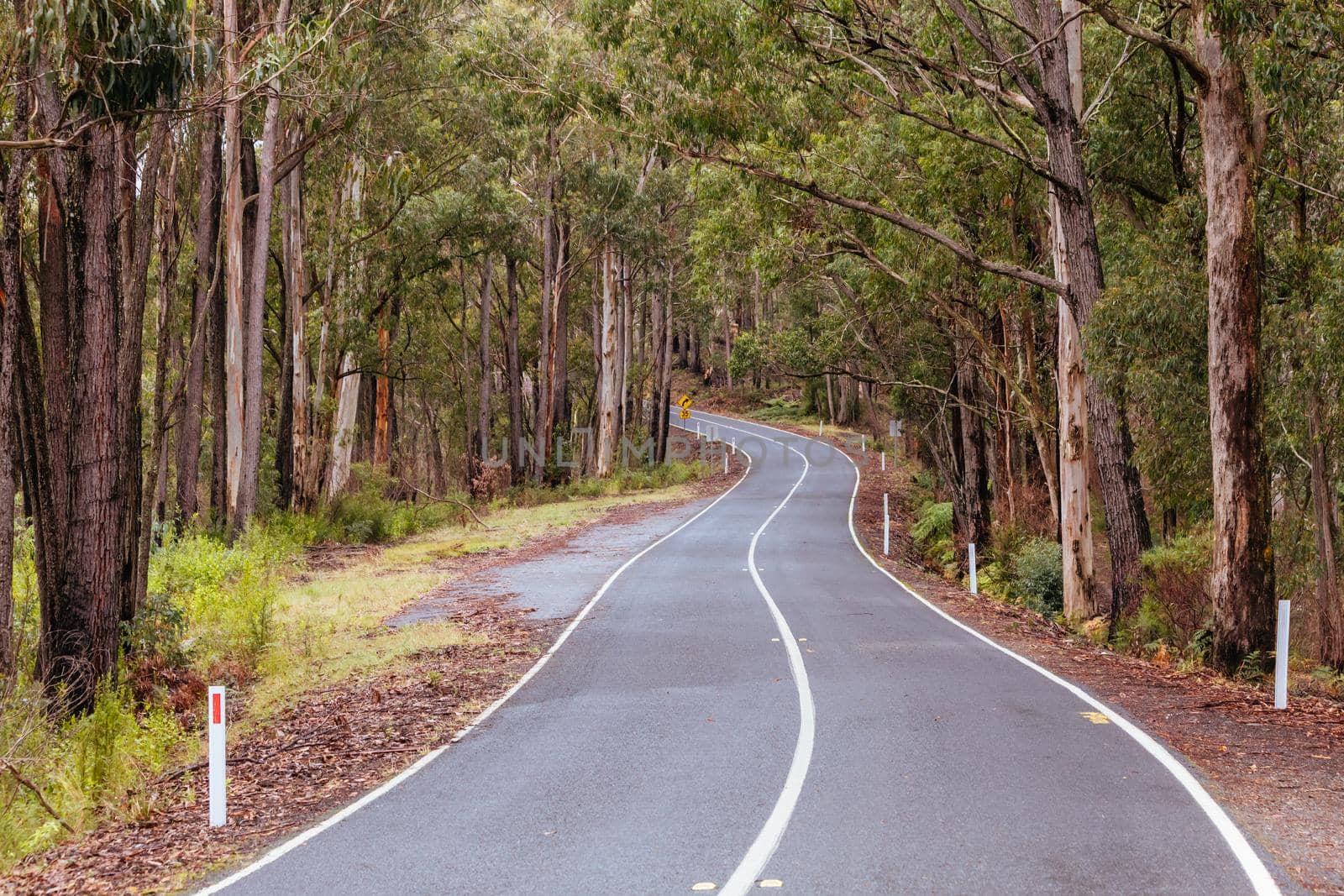 The lush ferny surroundings on a cold misty day along Woods Point Rd and Reefton Spur near Warburton and Marysville in Victoria, Australia