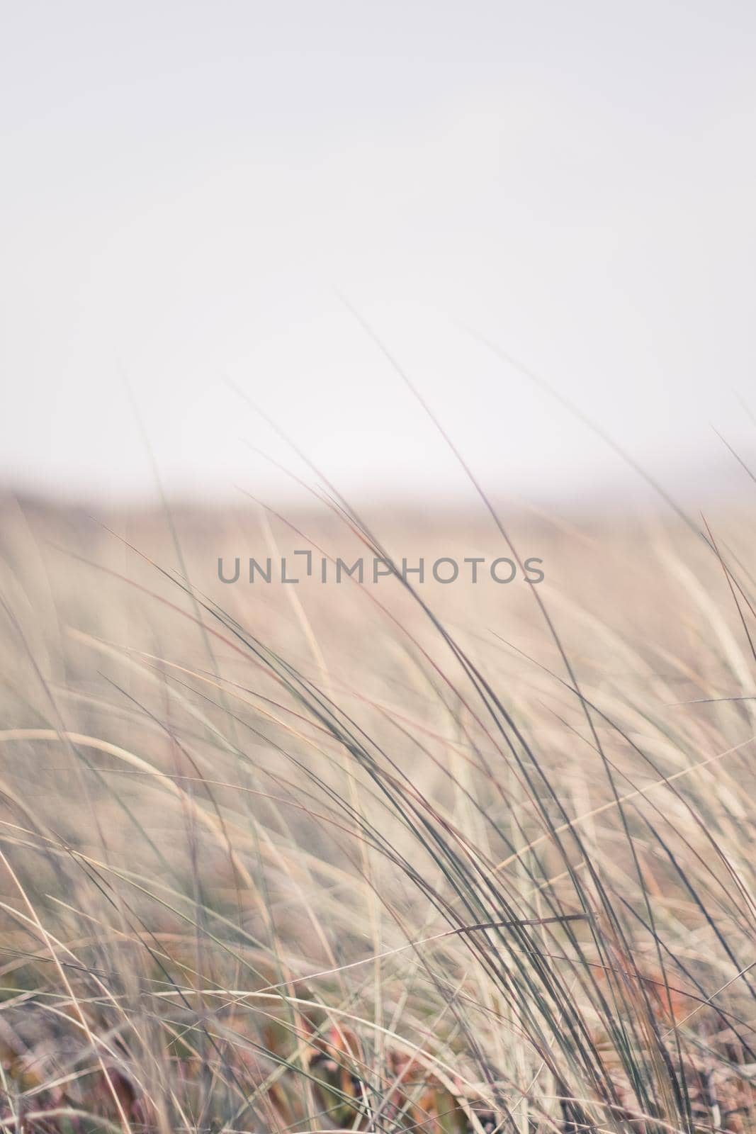 Nature background, environmental and agriculture concept - Rural field, a day in countryside