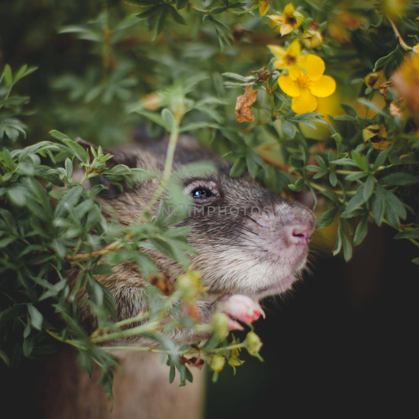 Giant african pouched rat in a garden with pansies by RosaJay