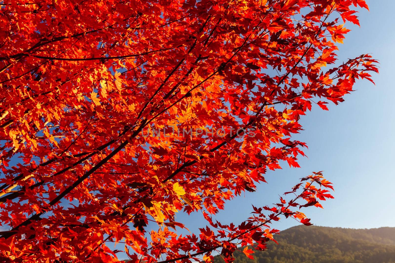 Late afternoon light in autumn thru a maple tree in the rural town of Warburton in Victoria,. Australia