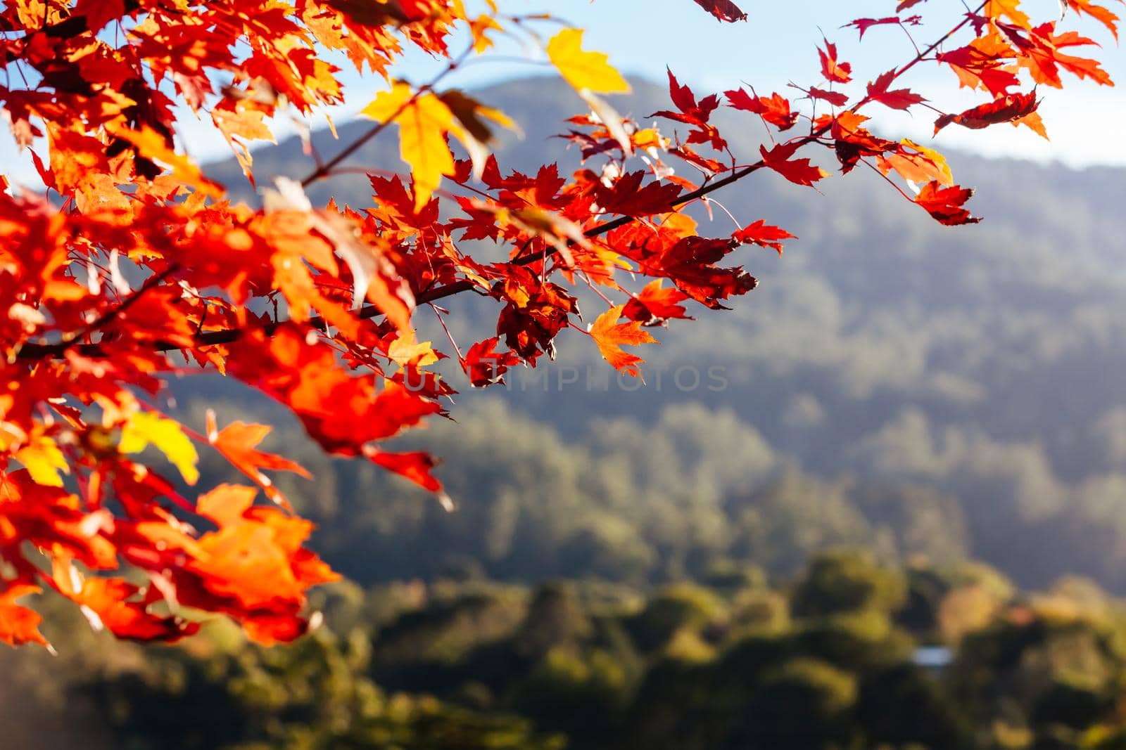 Late afternoon light in autumn thru a maple tree in the rural town of Warburton in Victoria,. Australia