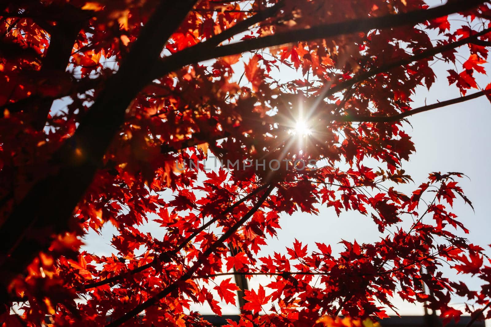 Late afternoon light in autumn thru a maple tree in the rural town of Warburton in Victoria,. Australia