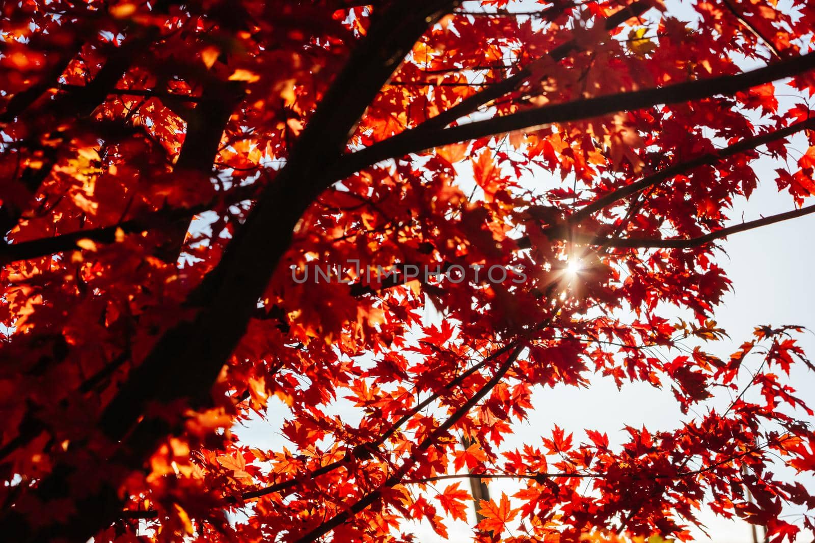 Late afternoon light in autumn thru a maple tree in the rural town of Warburton in Victoria,. Australia