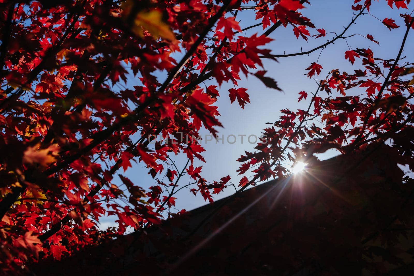 Late afternoon light in autumn thru a maple tree in the rural town of Warburton in Victoria,. Australia