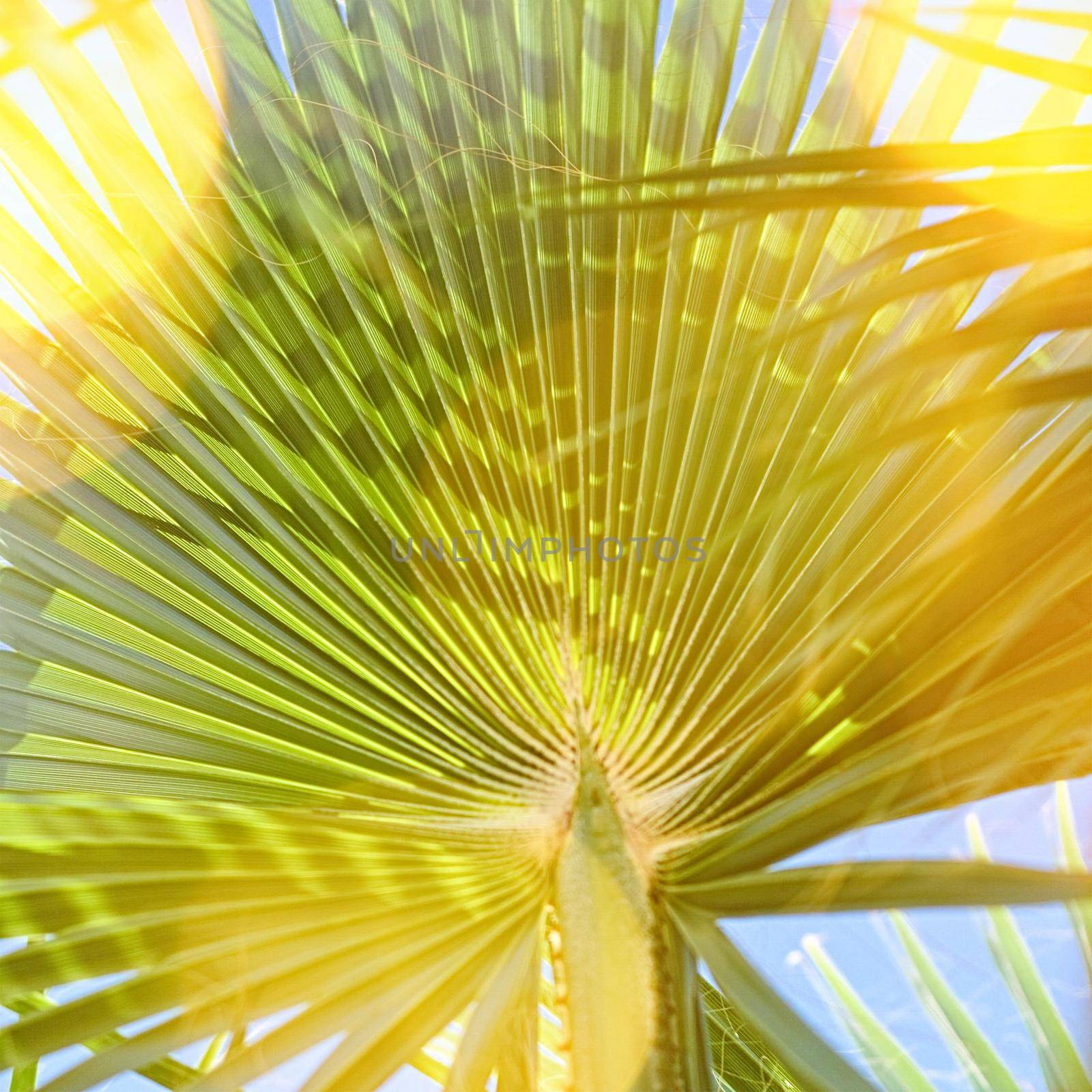 Tropical palms on the beach in summertime by Anneleven