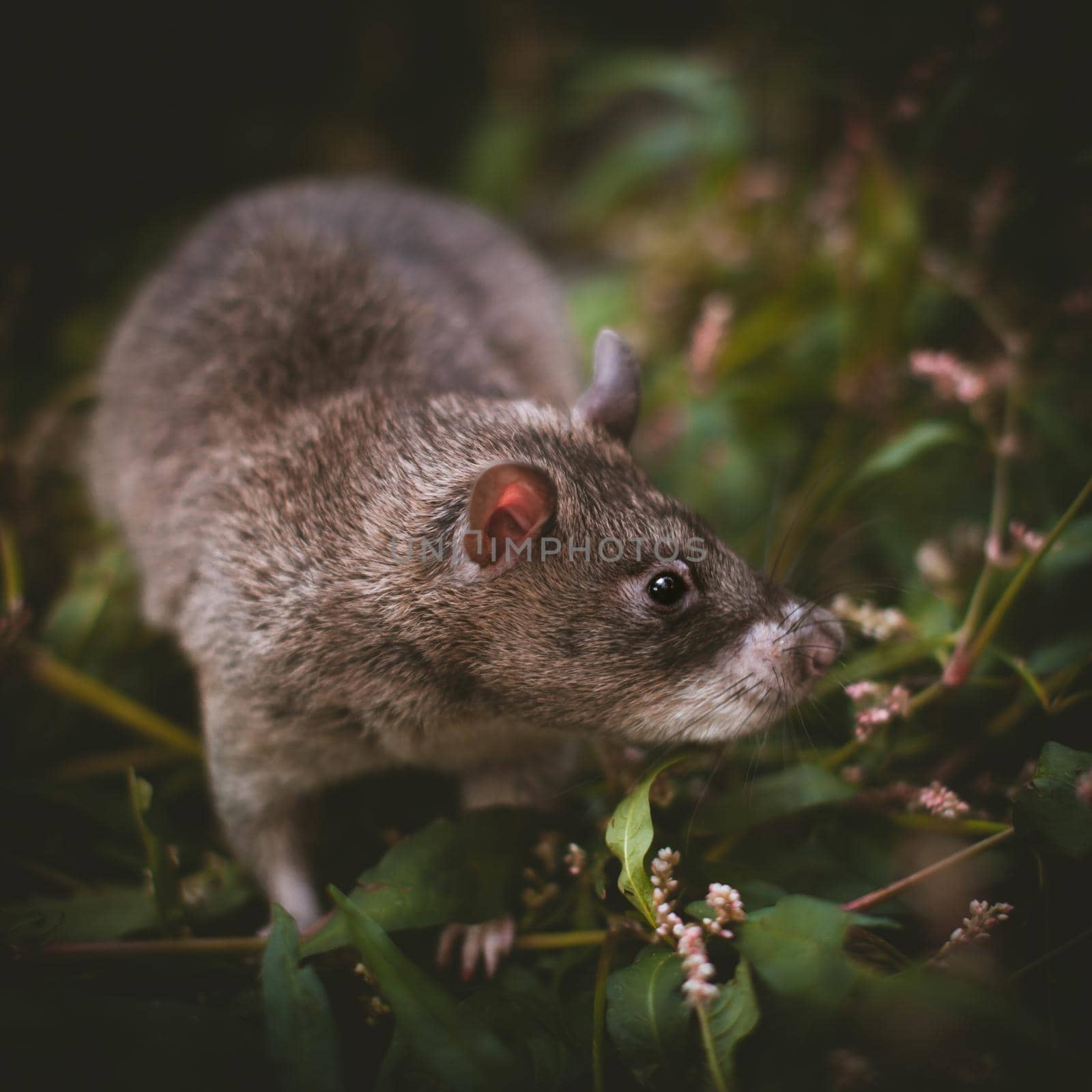 Giant african pouched rat or crycetomys gambianus in a garden with pansies