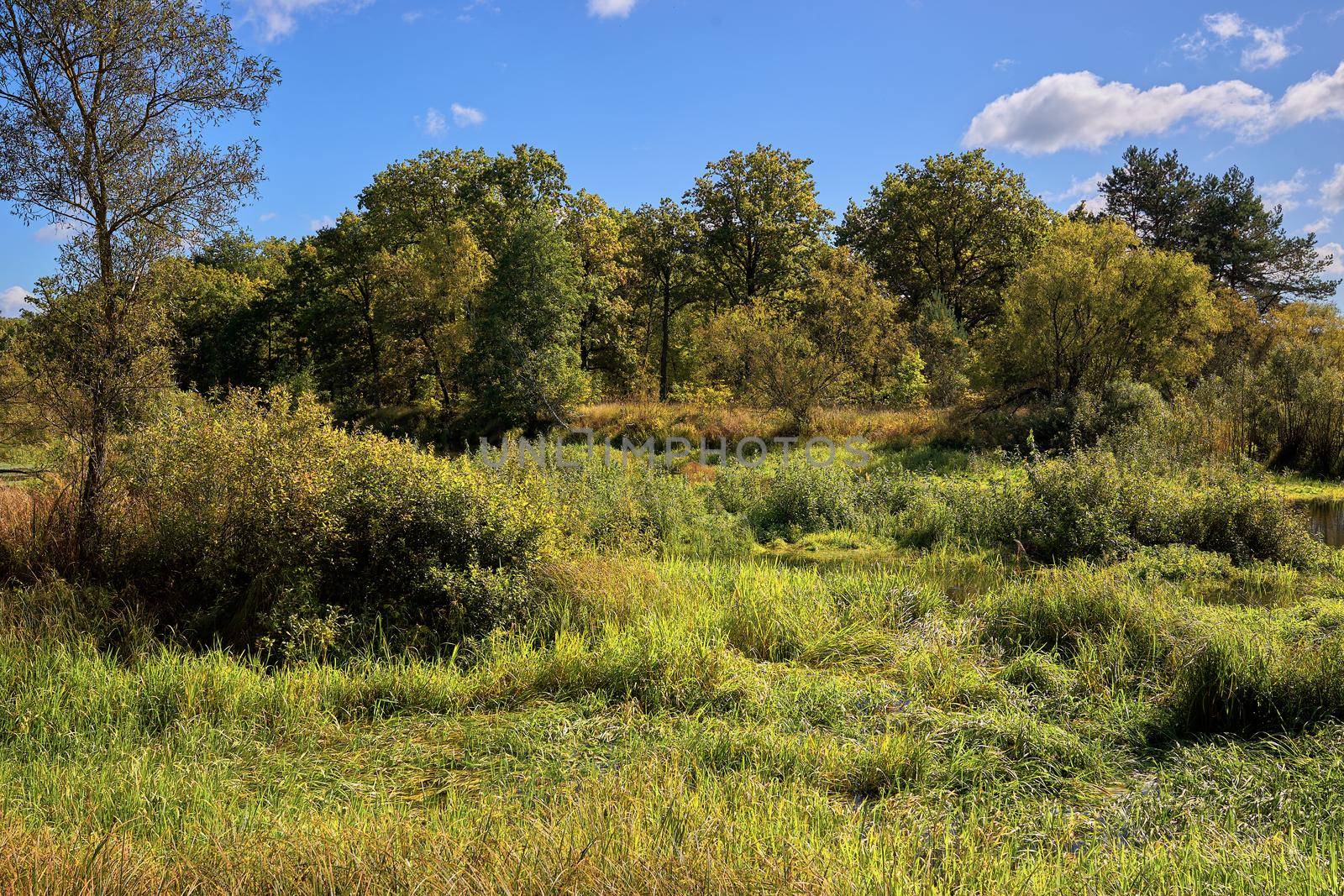 shrub near a swampy river