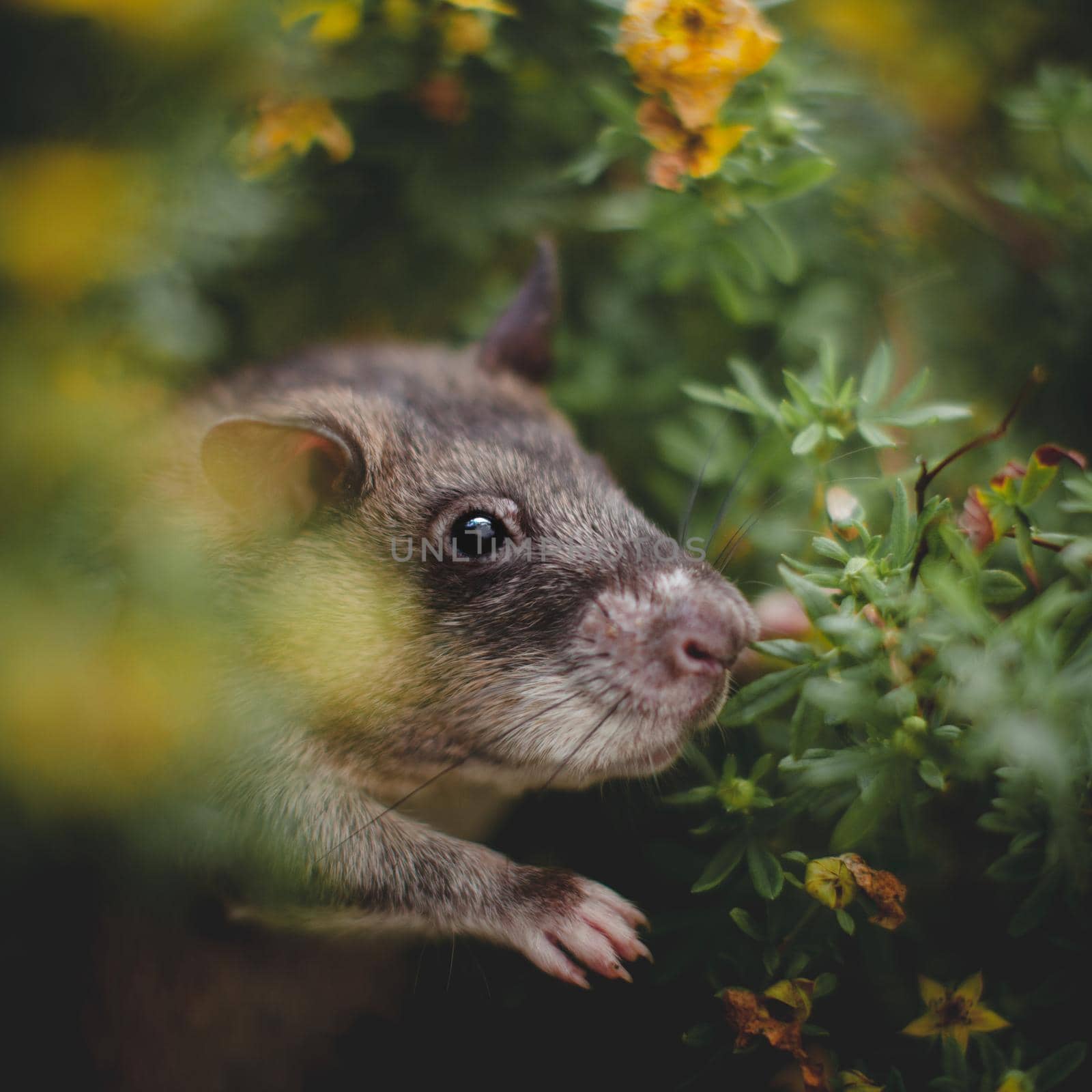 Giant african pouched rat in a garden with pansies by RosaJay