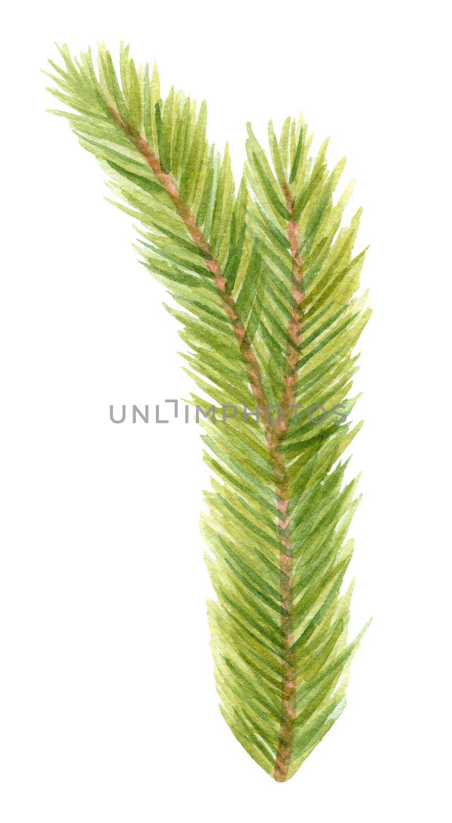 Watercolor fir branch isolated on white background