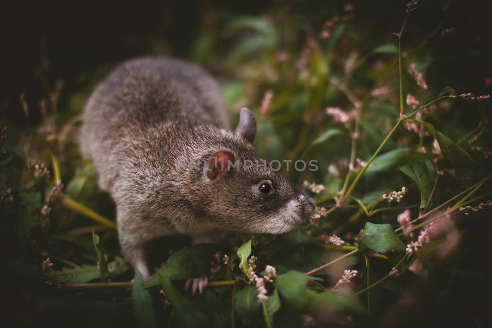 Giant african pouched rat in a garden with pansies by RosaJay