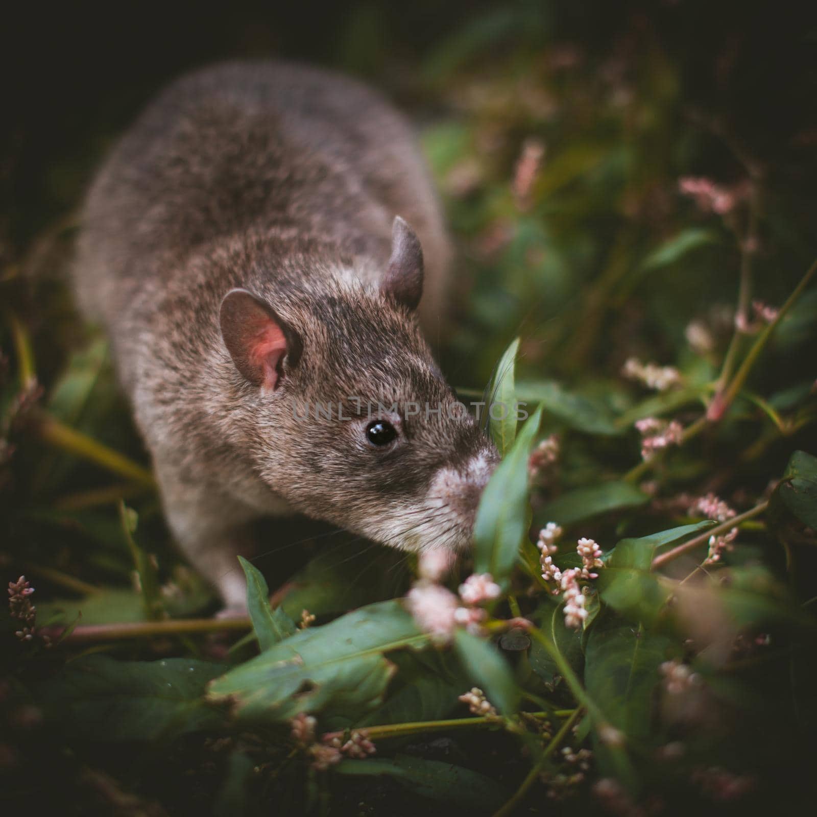 Giant african pouched rat in a garden with pansies by RosaJay