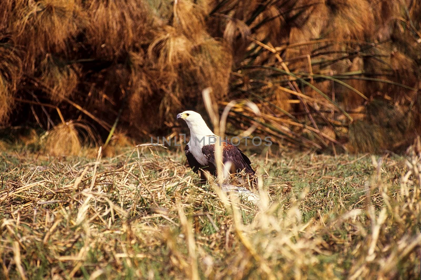 African Fish Eagle - Haliaeetus vocifer, Shakawe - Okavango River, Botswana, Africa