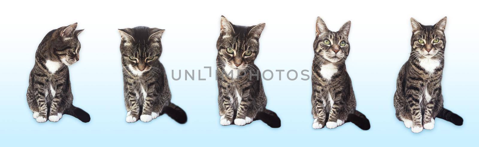 Beautiful female tabby cat, lovely adorable pet, studio portrait