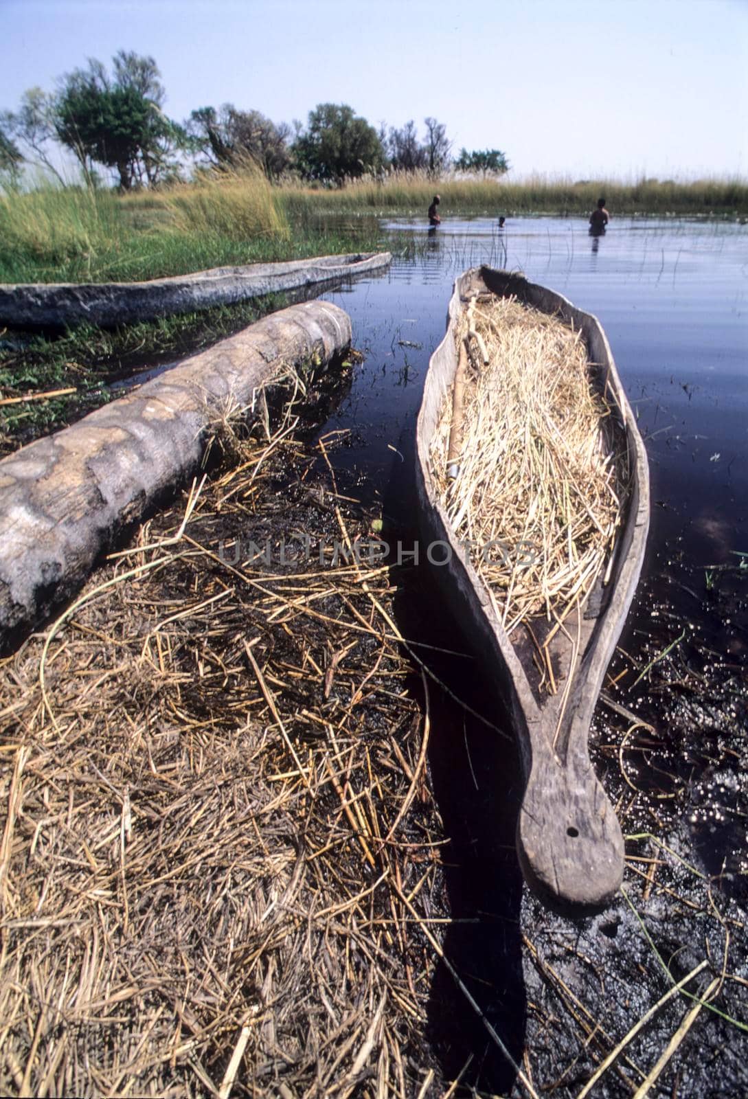 mokoro and tourist swiming in okavango delta, botswana