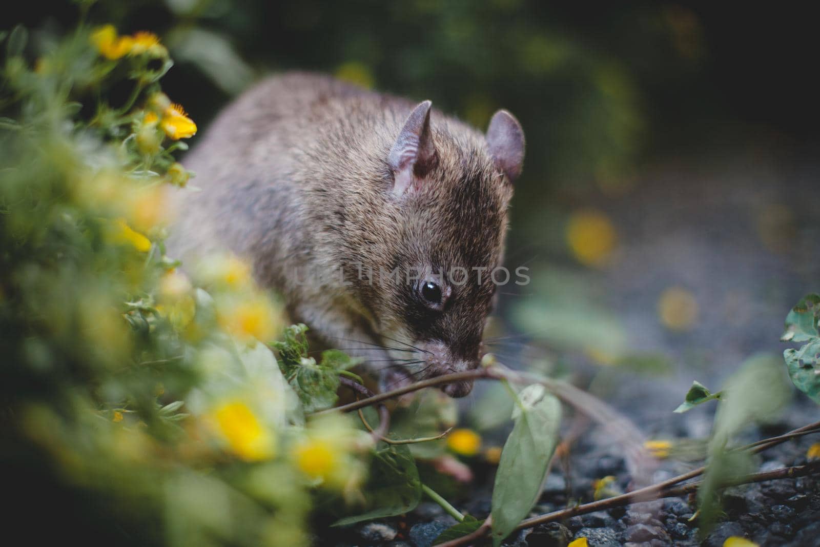 Giant african pouched rat in a garden with pansies by RosaJay