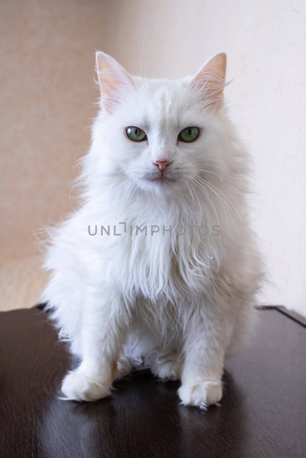White fluffy cat sitting on a table close up