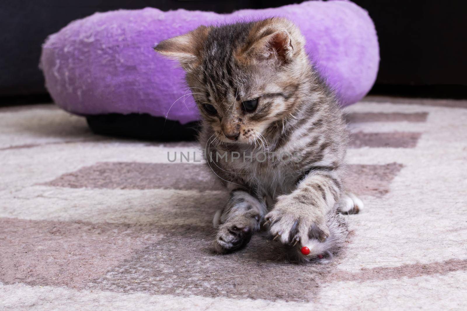 Little Grey Kitten Playing with Toy Mouse close up