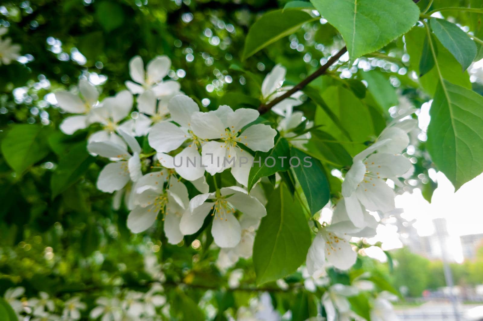 White Apple Flowers. Beautiful flowering apple trees. Background with blooming flowers in spring day.