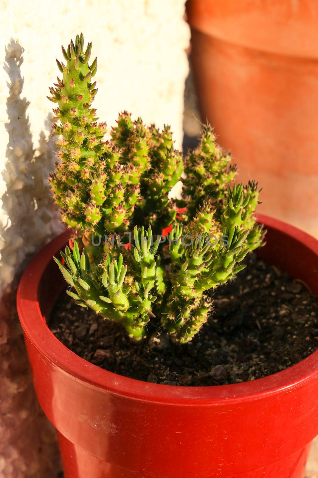 Potted and colorful Austrocylindropuntia Subulata plant in the garden