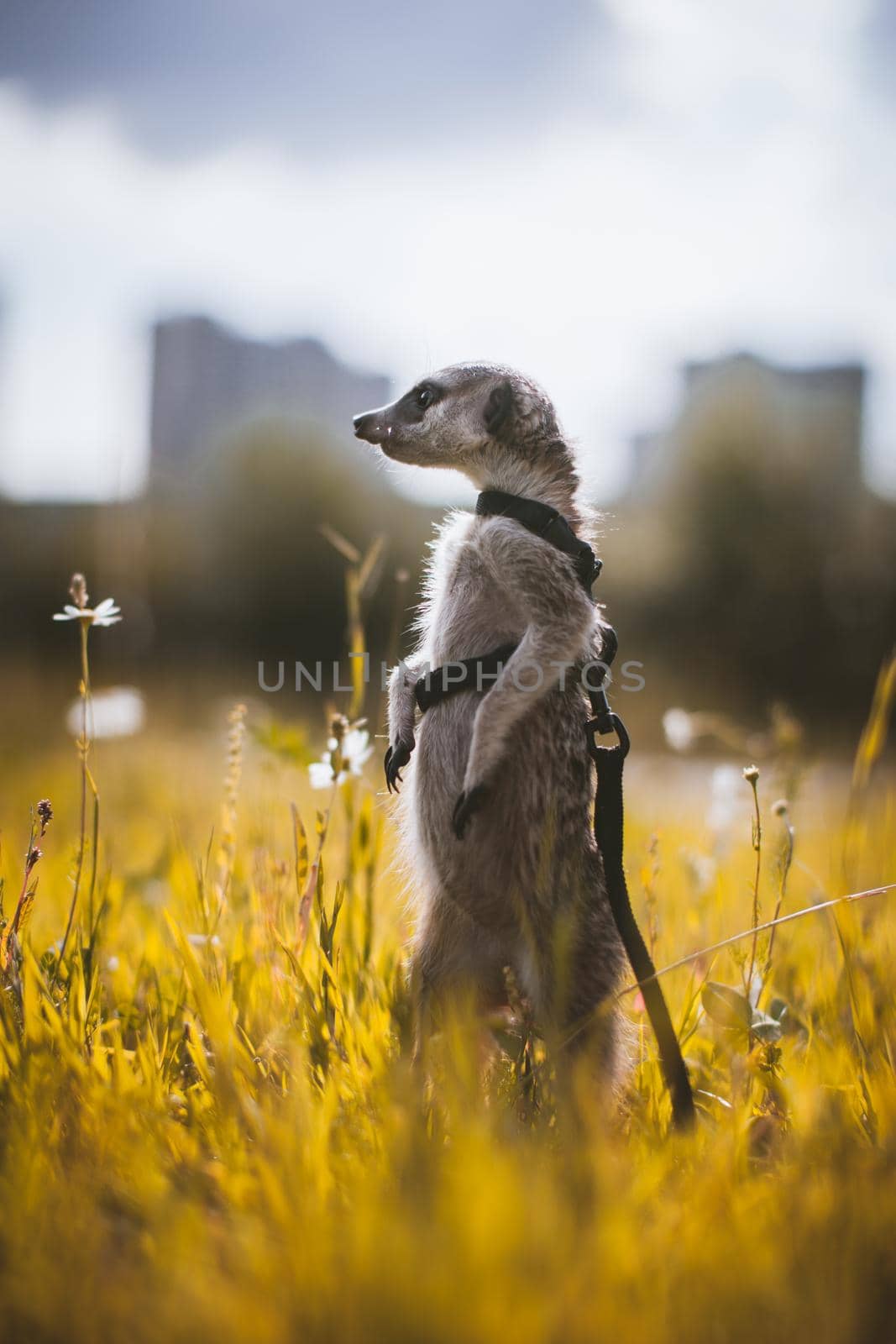 The meerkat or suricate, 1 years old walking outside on grass