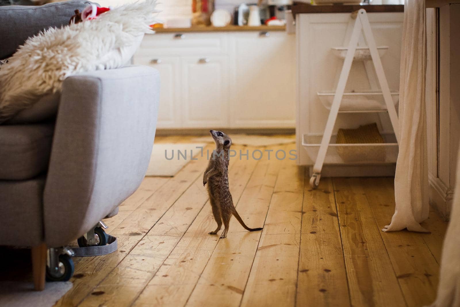 Domesticate meerkat or suricate, Suricata suricatta, at home