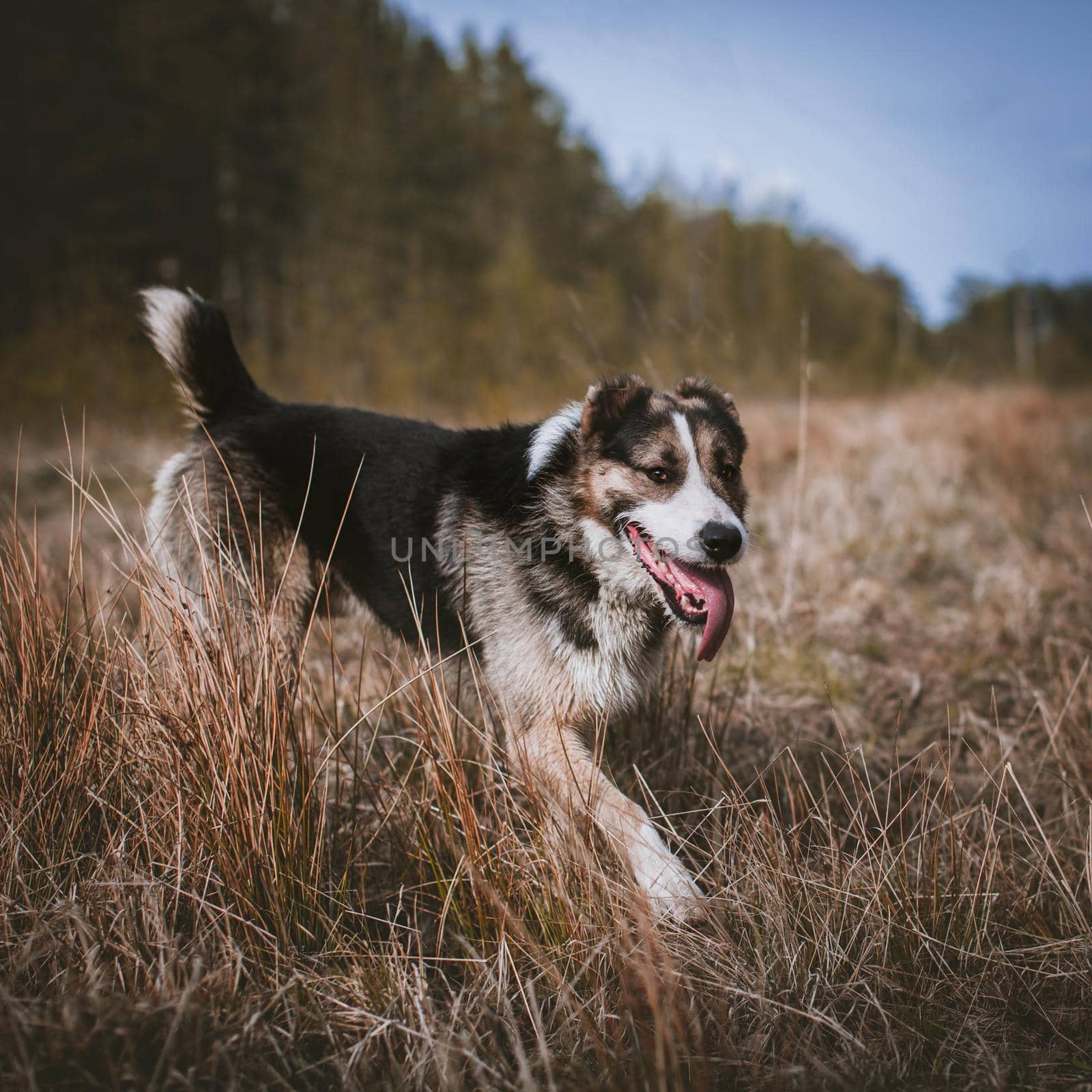 Mixed breed dog portrait in the autumn field