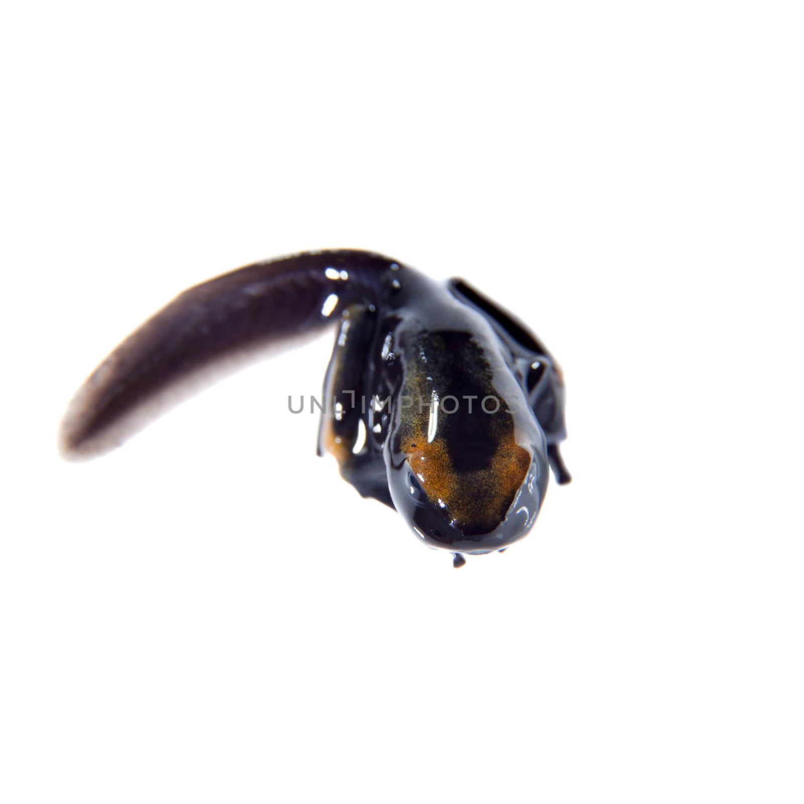 Peacock Dyeing Poison Dart Frogling, Dendrobates tinctorius Tumucumaque, isolated on white background.