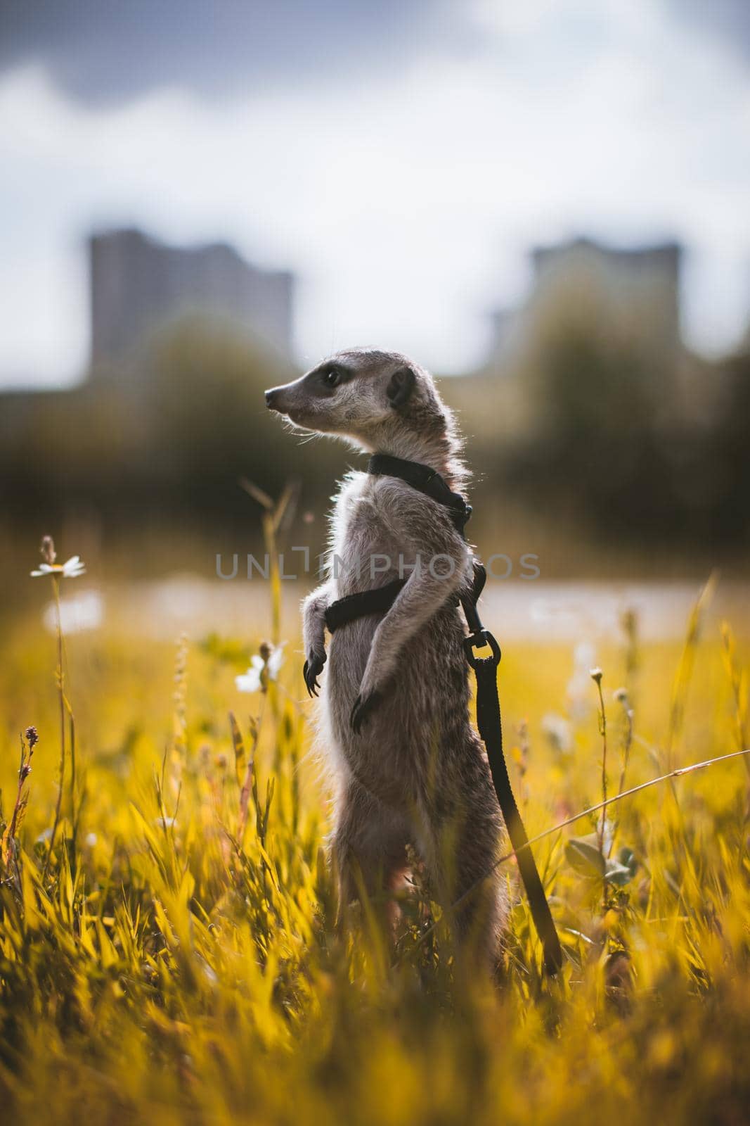 The meerkat or suricate, 1 years old walking outside on grass