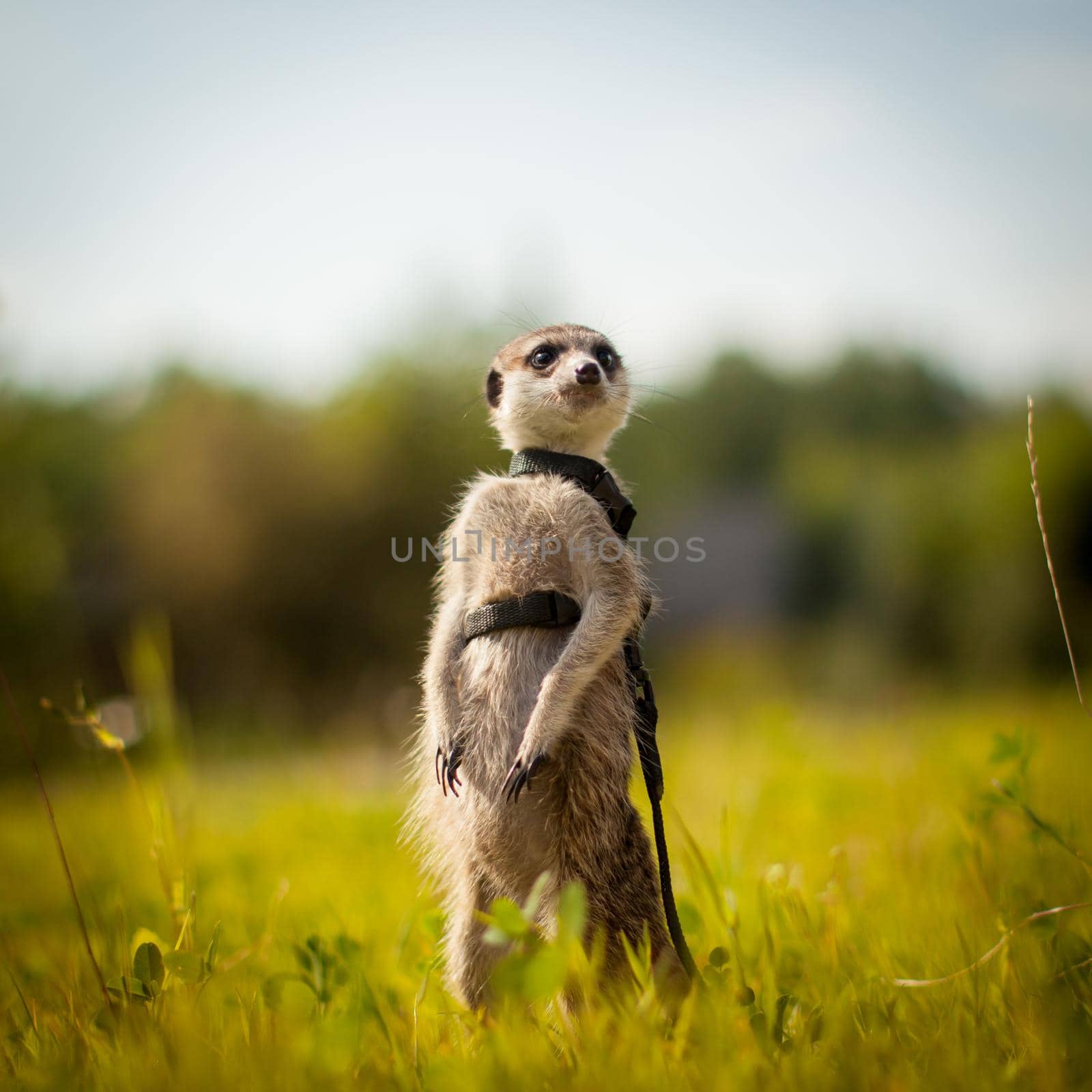 The meerkat or suricate, 1 years old walking outside by RosaJay