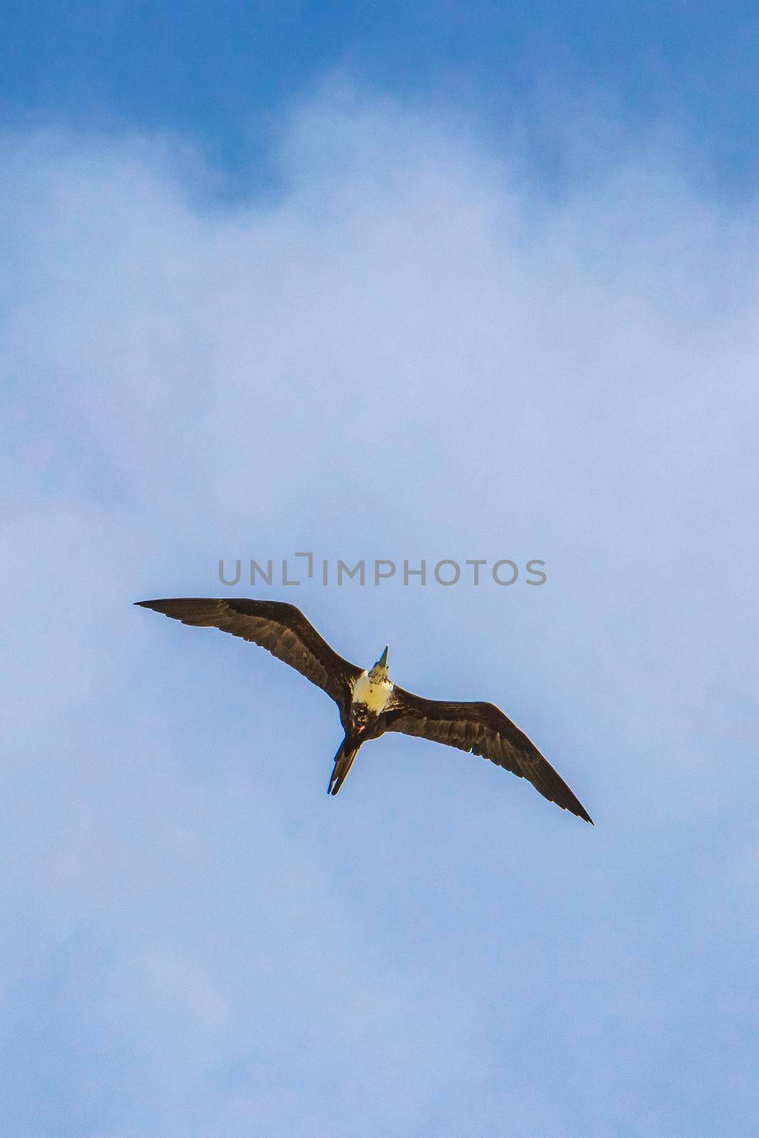 Fregat birds flock fly blue sky clouds background in Mexico. by Arkadij