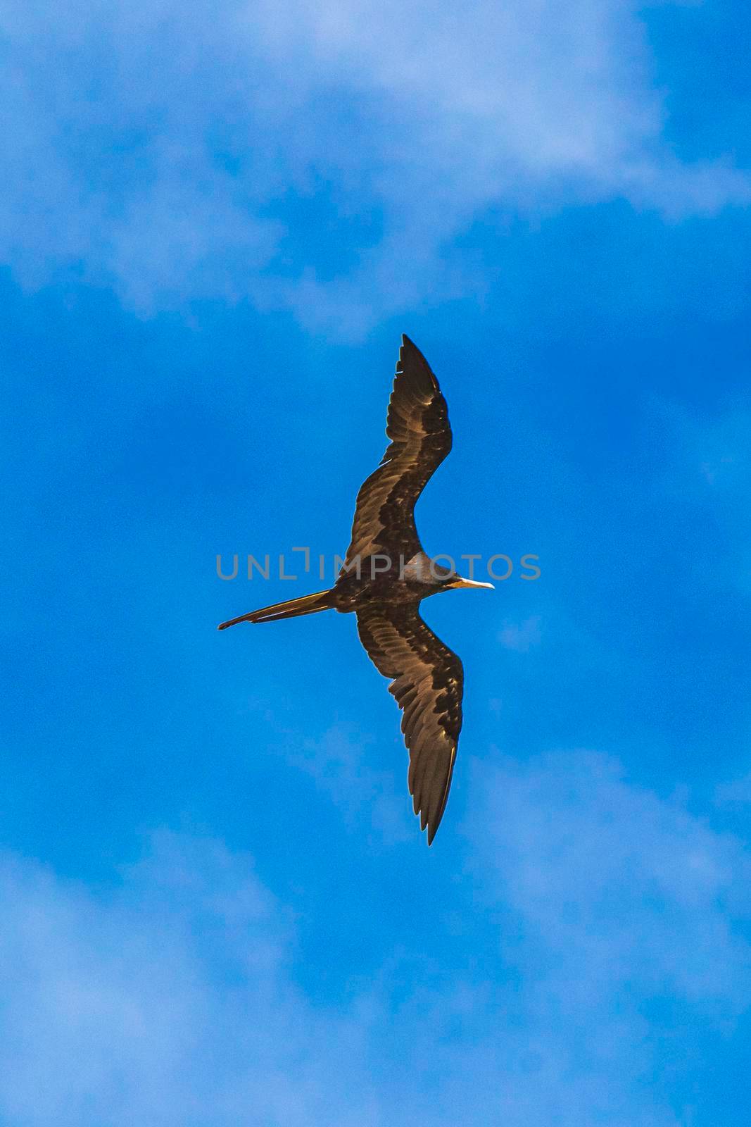 Fregat birds flock fly blue sky clouds background in Mexico. by Arkadij