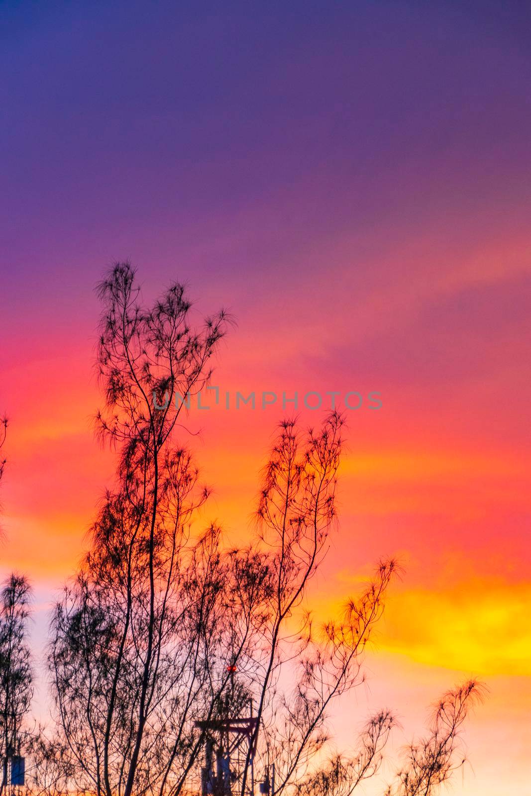 Amazing beautiful golden yellow pink purple blue and violet colorful sunrise sunset with sunbeams at tropical palm tree panorama view in Playa del Carmen Quintana Roo Mexico.