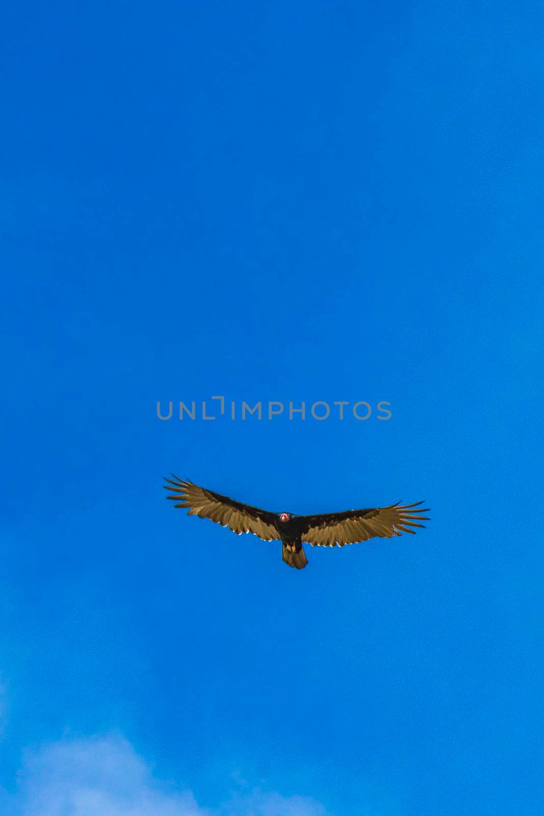Tropical Black Turkey Vulture Cathartes aura aura flies lonely with blue cloudy sky background in Playa del Carmen Quintana Roo Mexico.