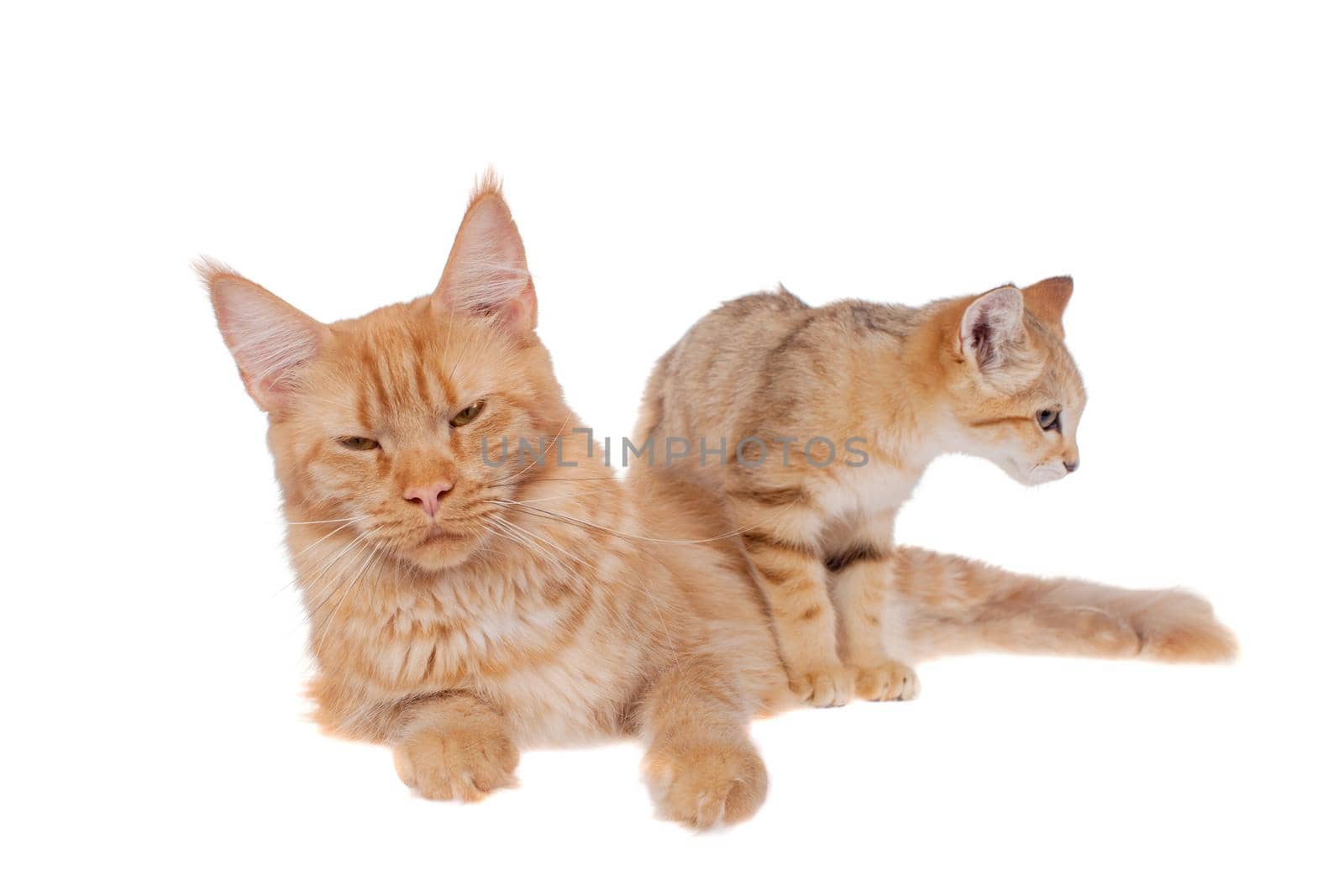 Red Maine Coon cat with Sand dune cat isolated on white by RosaJay