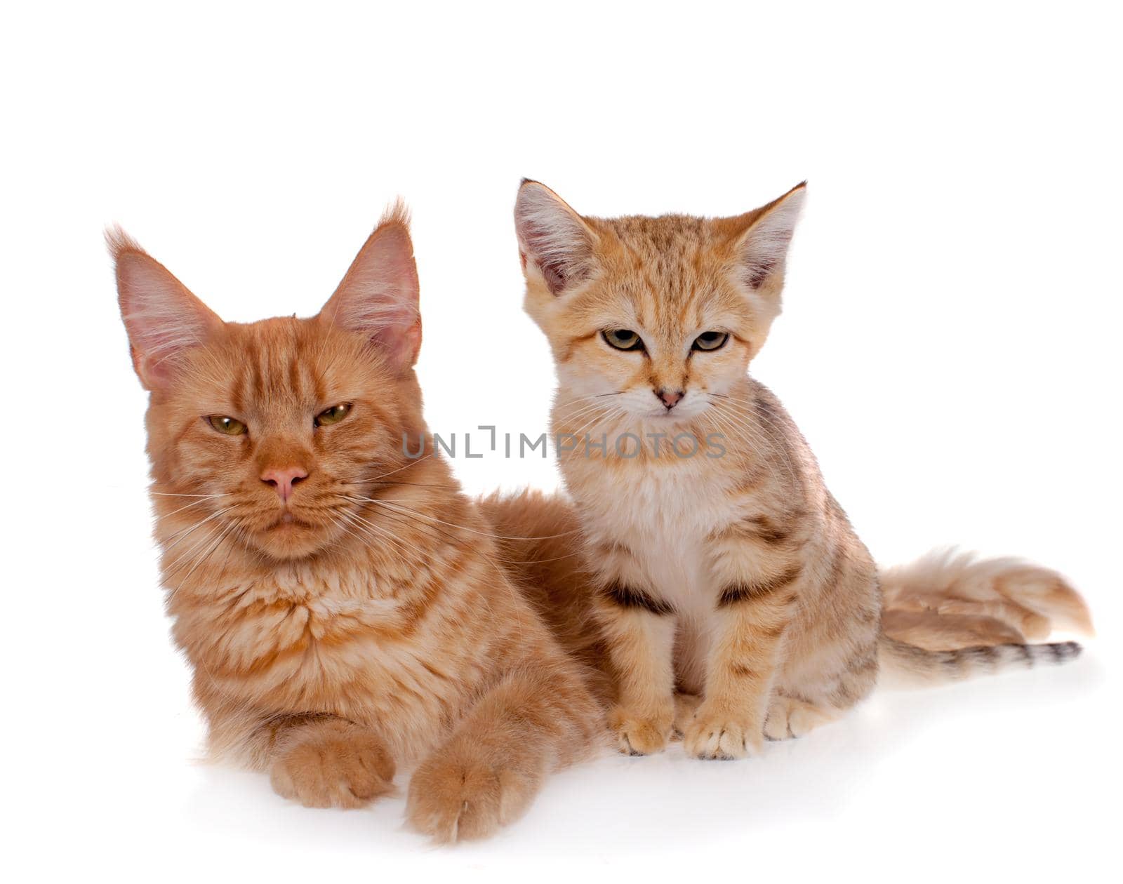 Red Maine Coon cat and Sand dune cat isolated on white background