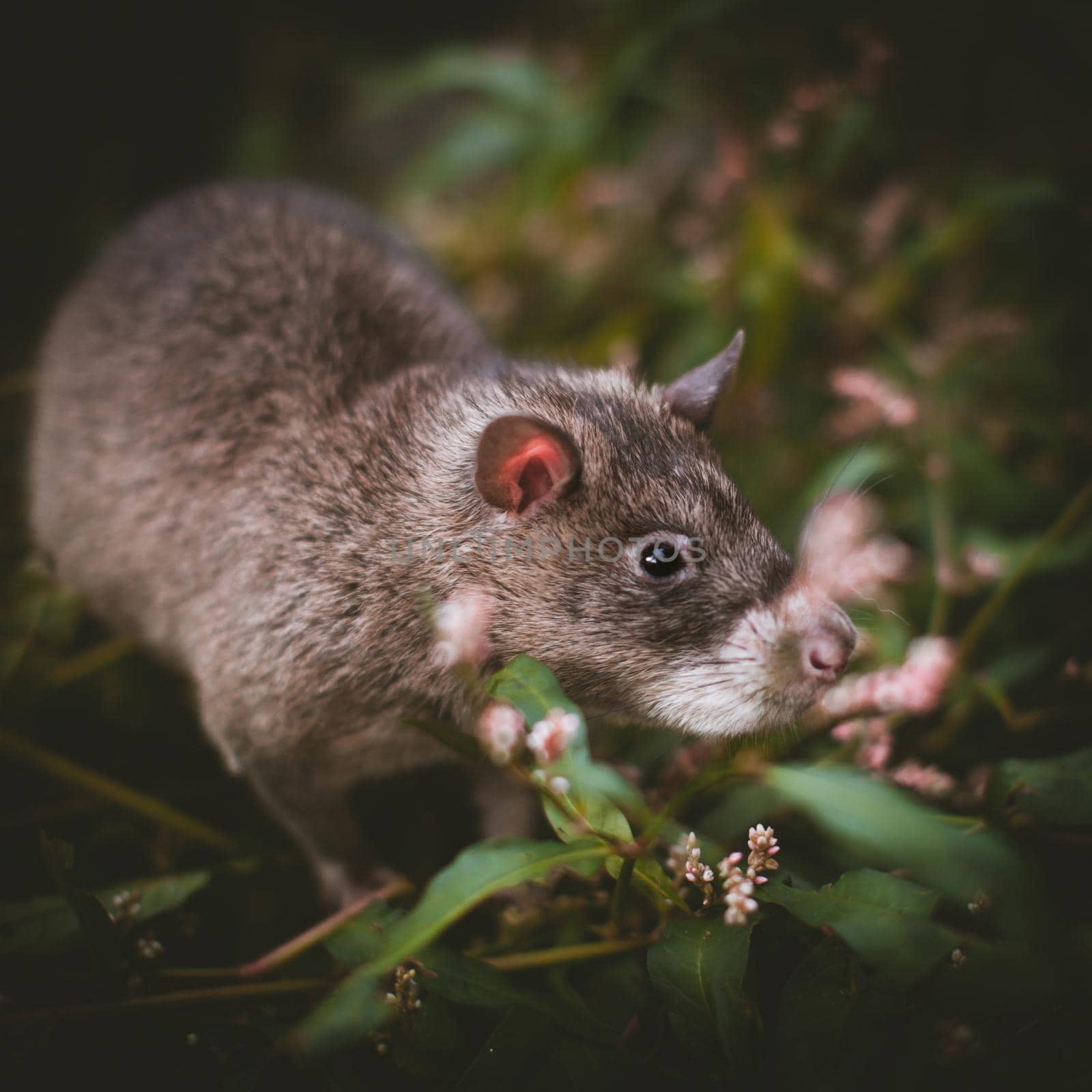 Giant african pouched rat in a garden with pansies by RosaJay