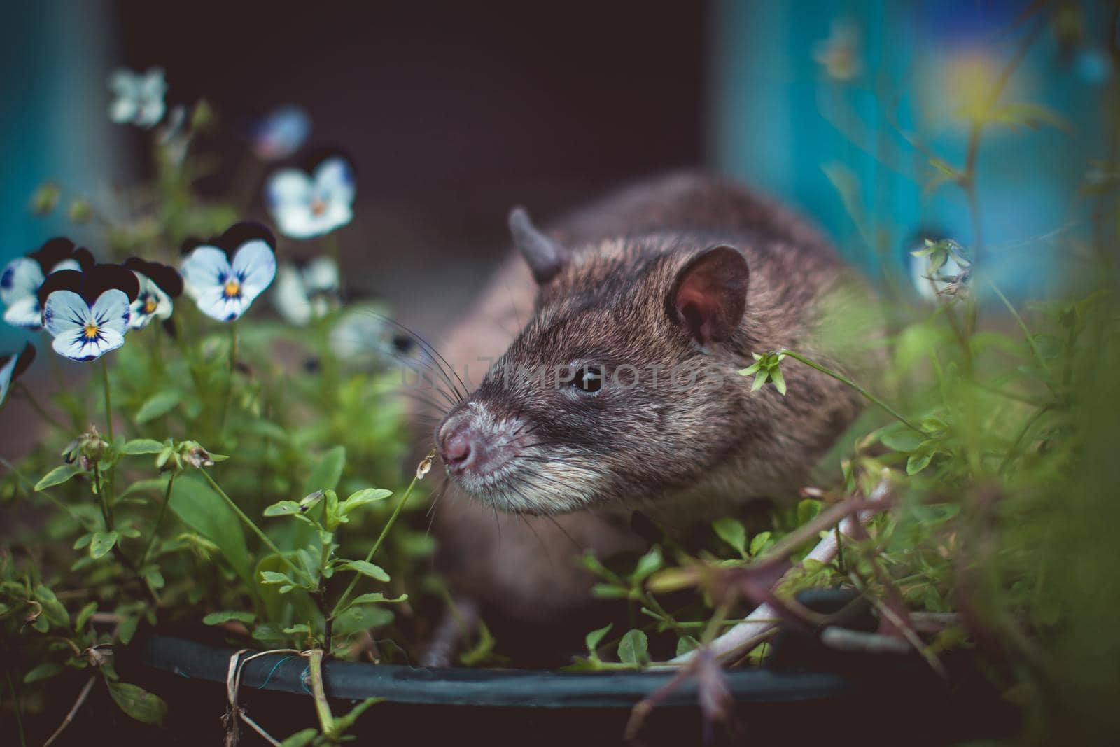 Giant african pouched rat or crycetomys gambianus in a garden with pansies